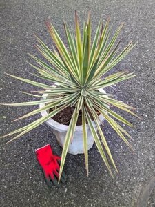 reality goods! enduring cold . yucca!{ alloy fo rear *ma Sinar ta10 number potted plant } thousand . orchid *senju Ran *aloifolia Marginata( product number 0110)