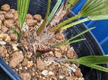 1/23撮影 現品！チャメロップス 7号◇チャメロプス フミリス セリフェラ◇Chamaerops humilis cerifera（品番YEA）【送料M】_画像6