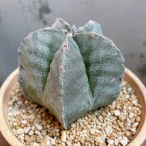 アストロフィツム 鸞鳳玉 ランポー玉 サボテン 棘無し #Cactus #インテリア雑貨 #花サボテン _画像3