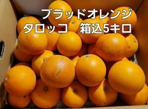 希少　熊本県産　ブラッドオレンジタロッコ　箱込5キロ　No.2