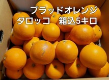 希少　熊本県産　ブラッドオレンジタロッコ　箱込5キロ　No.2_画像1