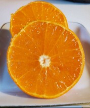 希少　熊本県産　ブラッドオレンジタロッコ　麗紅　セット箱込5キロ_画像2
