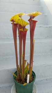 サラセニア MK F23 sarracenia flava var. rubricorpora giant red tube,ANF, FL 