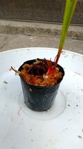 サラセニア ビッグ ホワイト ③食虫植物 sarracenia_画像4