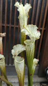 サラセニア イセホワイト ② 食虫植物 sarracenia