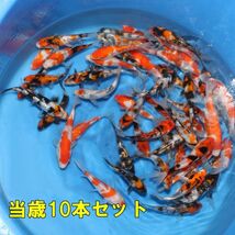 ★新潟県 山古志 生産者直送★ 　 坂牧養鯉場　　【2023年産当歳　10本セット】　動画あり。　大人気の養鯉場の当歳を如何でしょうか！？_画像1