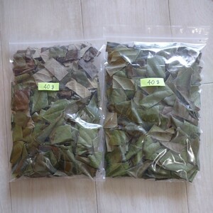 【送料無料】『乾燥びわの葉 40gx2 愛知県西三河 無農薬 うさぎさんへ♪お茶に♪ ノンカフェイン 』