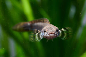 【熱帯魚】 チャンナプルクラ ( ブルームーン スネークヘッド ) 約6㎝ １匹