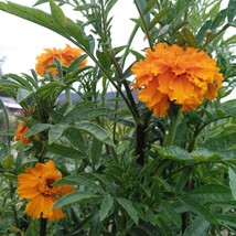 マリーゴールドの種 120粒 オレンジ 大輪 アフリカンタイプ アフリカントール 切り花 センチュウ対策 コンパニオンプランツ 花の種 _画像2