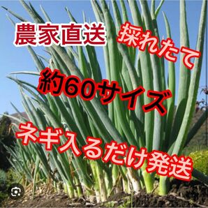 うまい農家直送採れたてネギ約60サイズダンボールに入るだけ発送　期間限定値下げ！