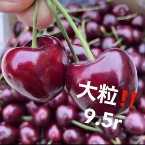 大粒9.5r アメリカンチェリー　チェリー　さくらんぼ　厘子 たっぷり1kg