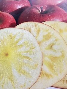 希少品種　幻のりんご　高徳りんご　青森県産　高徳りんご　蜜入り　2.5kg
