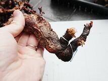 【PM335】ペラルゴニウムミラビレ（冬型/ベアルート株）輸入直後 塊根植物_画像6