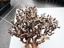 【PM335】ペラルゴニウムミラビレ（冬型/ベアルート株）輸入直後 塊根植物_画像4