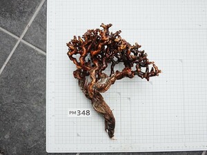 【PM348】ペラルゴニウムミラビレ（冬型/ベアルート株）輸入直後 塊根植物