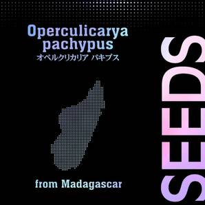 【種子：20粒】オペルクリカリア・パキプス Operculicarya pachypusの画像3