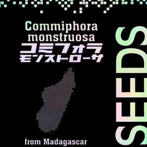 【種子20粒】コミフォラ・モンストローサ Commiphora monstruosa マダガスカル産 塊根植物コーデックス RUU PLANTS (20)の画像2