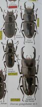 出典：stag beetles of chinaII