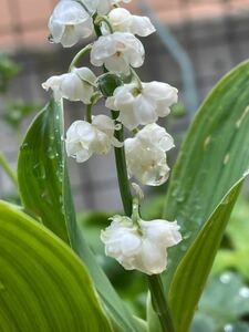 八重咲き　すずらん　花の苗　素掘り苗　スズラン　鈴蘭