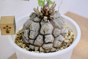 Dioscorea elephantipes ディオスコレア エレファンティペス アフリカ亀甲竜 実生 大株 塊根植物 アガベ コーデックス 灌木 