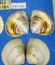 蛤　YS−240103-3　55mm×10個　綺麗な模様　江戸前　ハマグリ　貝殻　標本　材料_画像5