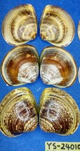 蛤　YS−240102-3　50mm×10個　綺麗な模様　江戸前　ハマグリ　貝殻　標本　材料_画像3