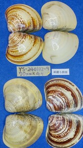 蛤　YS−240102-9　70mm×4個　綺麗な模様　江戸前　ハマグリ　貝殻　標本　材料