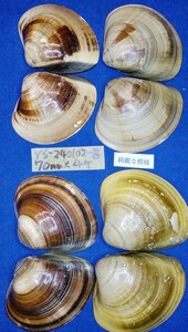 蛤　YS−240102-8　70mm×4個　綺麗な模様　江戸前　ハマグリ　貝殻　標本　材料