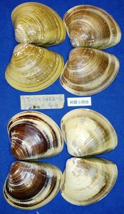 蛤　YS−240102-6　65mm×4個　綺麗な模様　江戸前　ハマグリ　貝殻　標本　材料