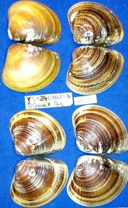 蛤　YS−240102-4　80mm×4個　綺麗な模様　江戸前　ハマグリ　貝殻　標本　材料