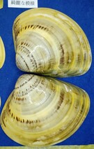 蛤　YS−240102-5　85mm×4個　綺麗な模様　江戸前　ハマグリ　貝殻　標本　材料_画像5