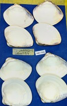 蛤　YS−240102-5　85mm×4個　綺麗な模様　江戸前　ハマグリ　貝殻　標本　材料_画像6