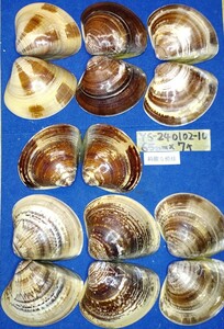 蛤　YS−240102-10　65mm×7個　綺麗な模様　江戸前　ハマグリ　貝殻　標本　材料