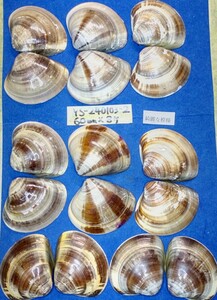 蛤　YS−240103-2　60mm×8個　綺麗な模様　江戸前　ハマグリ　貝殻　標本　材料