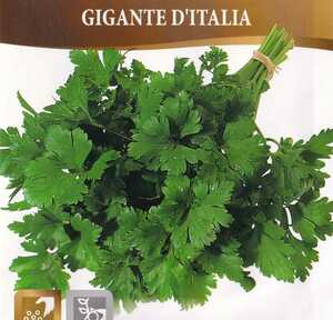 イタリアンパセリ・ジャイアントの種子 60粒 GIGANTE D'ITALIA【2024.12】通常のイタリアンパセリに比べ茎が長く葉が大きいタイプ 固定種