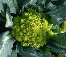 カリフラワー・ロマネスコの種子 30粒 ROMANESCO NATALION 黄緑色のカリフラワー HORTUS社【2025.12】_画像1