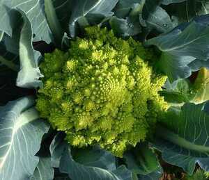 カリフラワー・ロマネスコの種子 30粒 ROMANESCO NATALION 黄緑色のカリフラワー HORTUS社【2025.12】