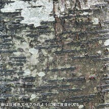 ミズメ 2.5m 露地 2本 苗木_画像5