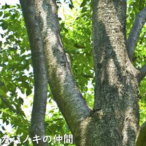 ミズメ 2.3m 露地 2本 苗木_画像10