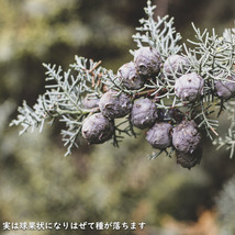 ブルーアイス 0.6m 露地 苗_画像7