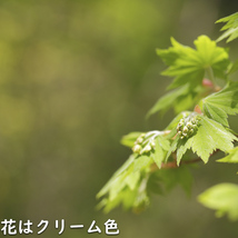 コハウチワカエデ 実生 単木 1m 露地 苗_画像6