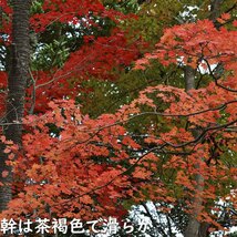 コハウチワカエデ 実生 単木 0.8m 露地 2本 苗_画像5