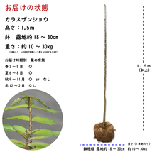 カラスザンショウ 1.5m 露地 苗木_画像2
