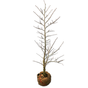 シナノキ 単木 1.5m 露地 苗木
