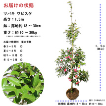 ツバキ ワビスケ 1.5m 露地 2本 苗木_画像2