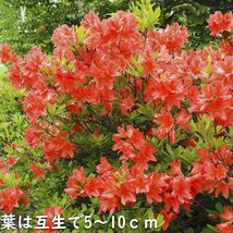 レンゲツツジ (花色指定不可) 0.3m 15cmポット 苗_画像4