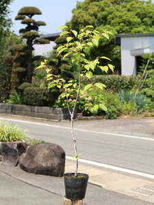 サクラ ウワミズザクラ 0.8m 15cmポット 苗