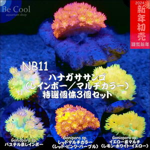 NB１１ハナガサレインボー・マルチ３個SET（３～４ｃｍ前後）