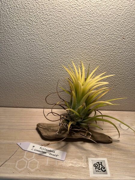 チランジア エアプランツEP エアプランツ ティランジア Tillandsia イオナンタ エアプランツTI セクンダ