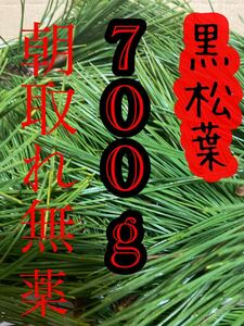 即購入可　即日発送　岡山県　黒松　枝付き松葉　生葉　無農薬　松の葉　岡山県産